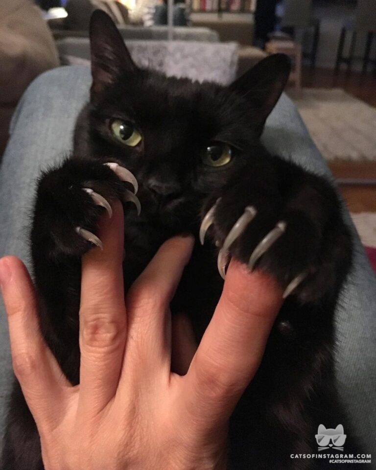 Cute Cat Moment