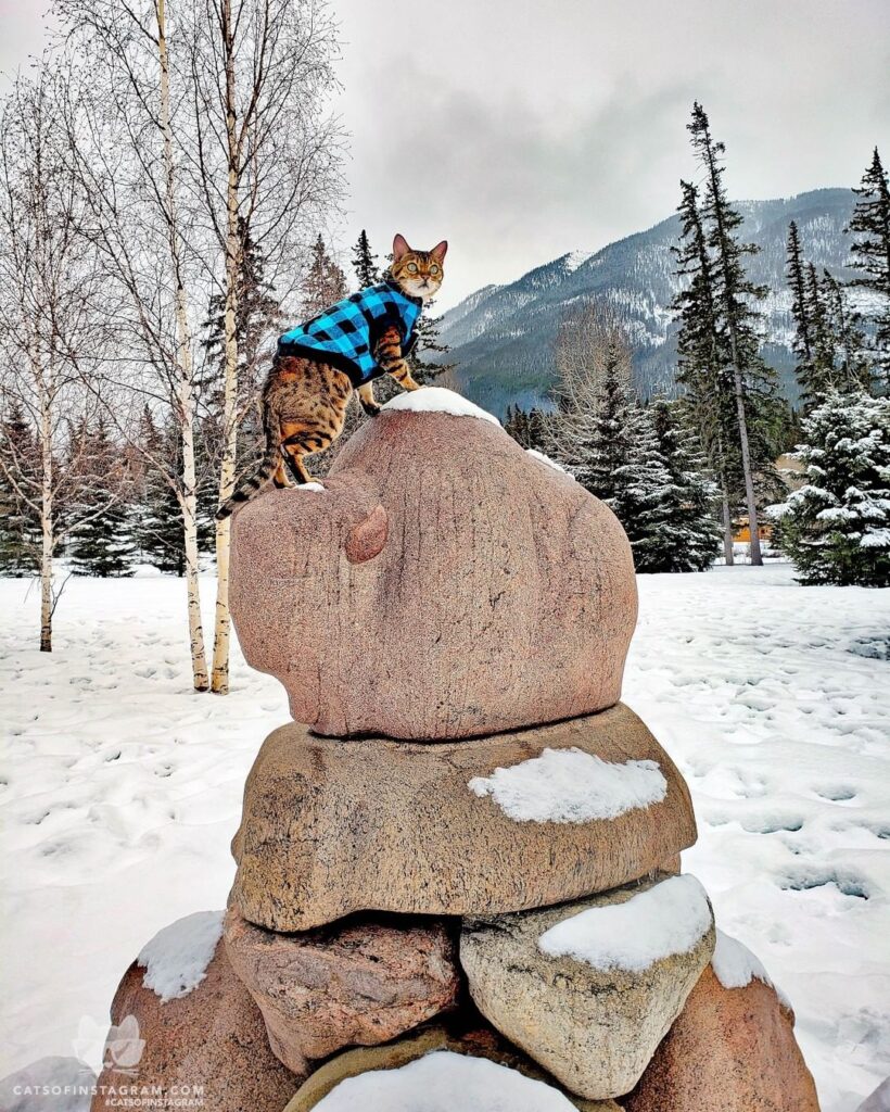 “Lynx feeling on top of the world in the Camadian Rockies!” #