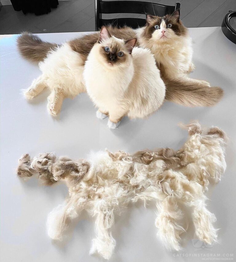 “There is no place for a third ragdoll in this house human