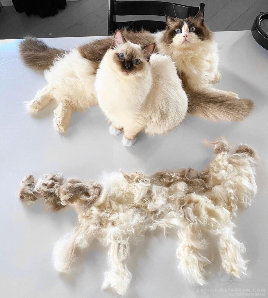 “There is no place for a third ragdoll in this house human