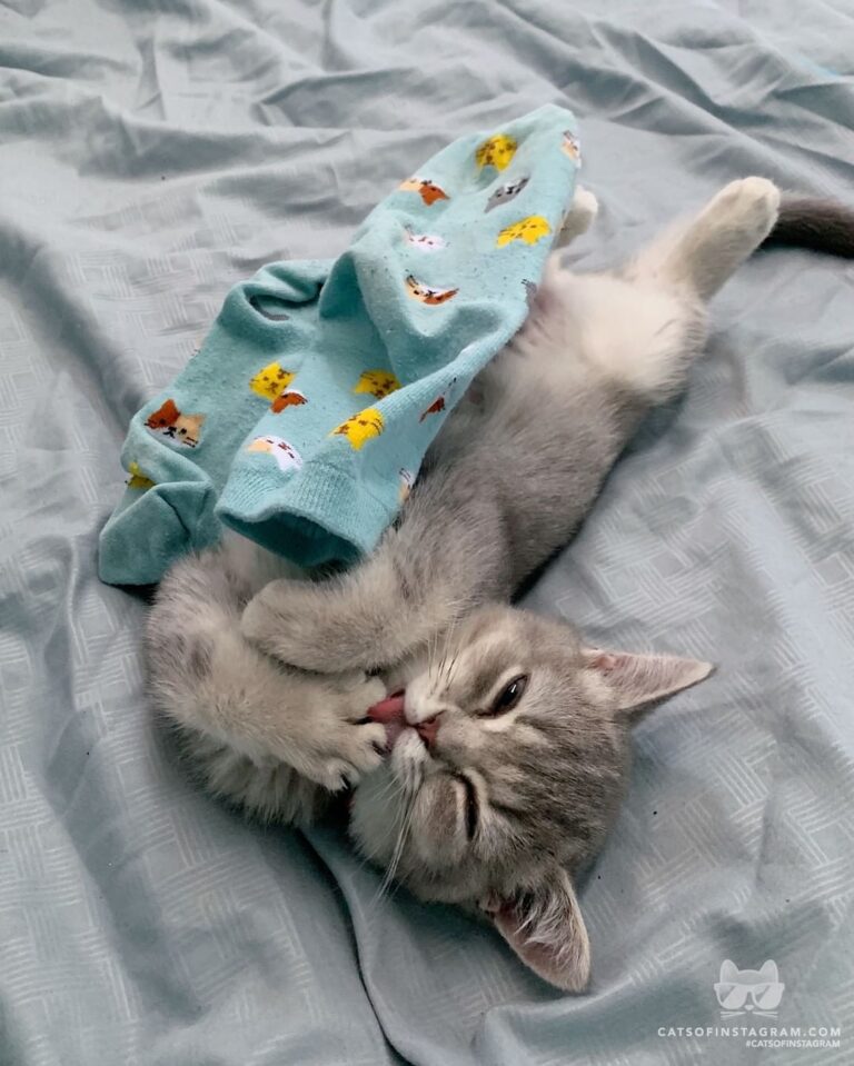 Daisy likes to stay warm with her favorite sock.