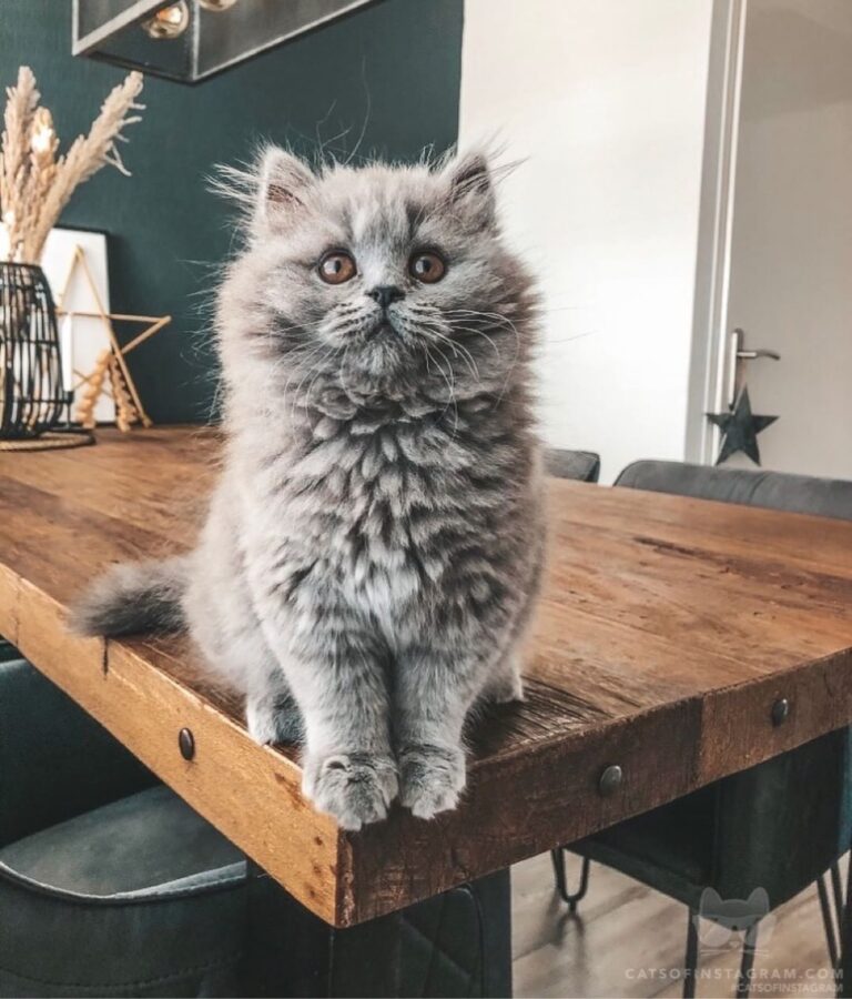 Cute Cat Moment