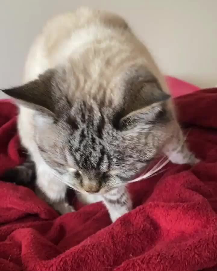 From @loki_kitteh: “Lunch breaks at home with this cutie ” #catsofinstagram...