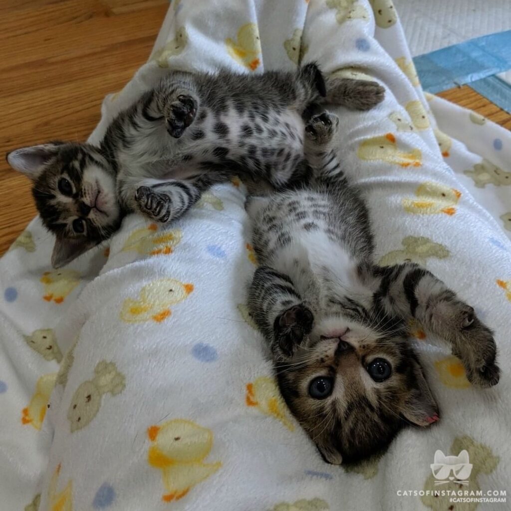 Paws up, y’all!