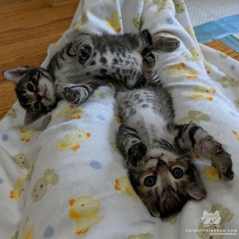 Paws up, y’all!