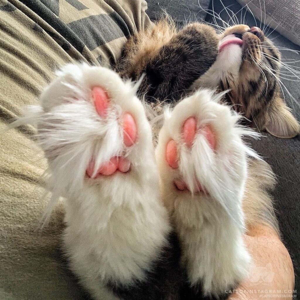 “Who needs When you can have toe bean t