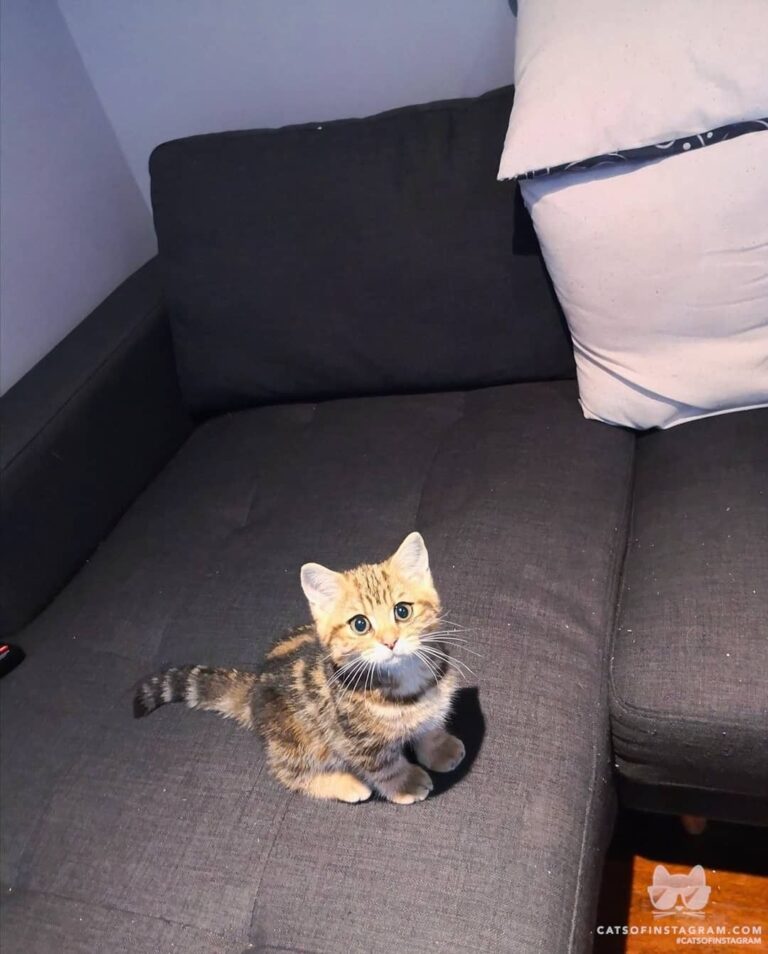 “It’s me Maple, I was 12 weeks old, thought you’d like a ki