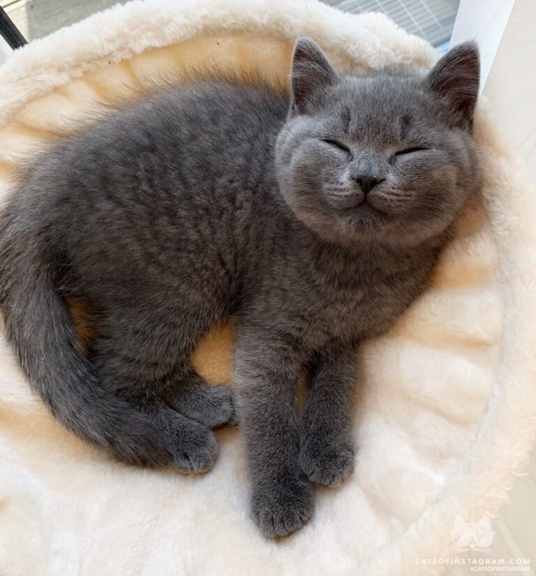 Happy cute kitten
