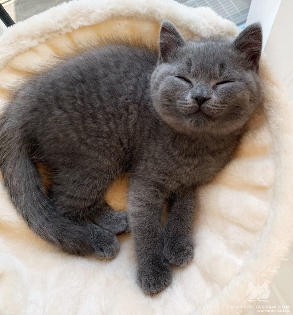 Happy cute kitten