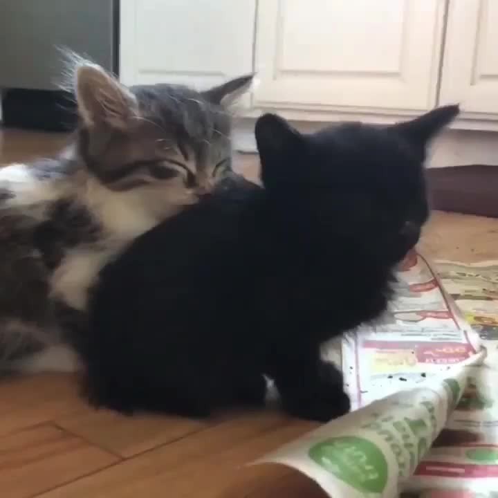 Molly can rely on Max whenever she needs a pillow!