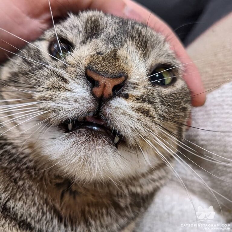 Cute Cat Moment