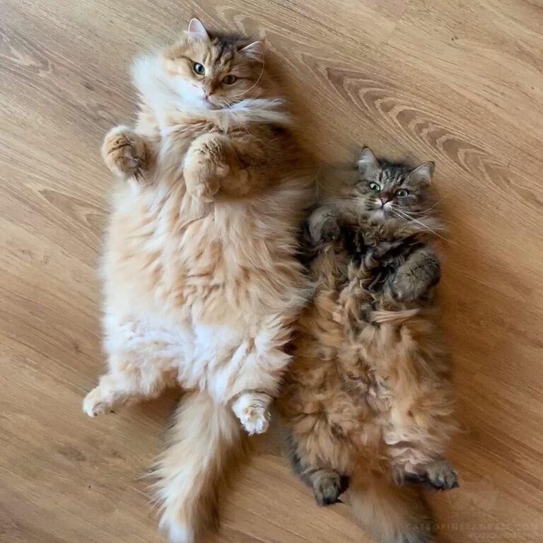 Cute Cat Moment