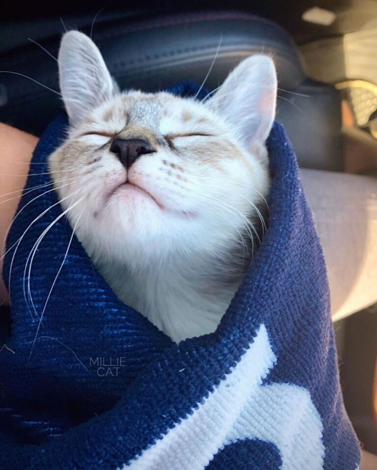 “Bringing home the baby This is Millie the day we adop