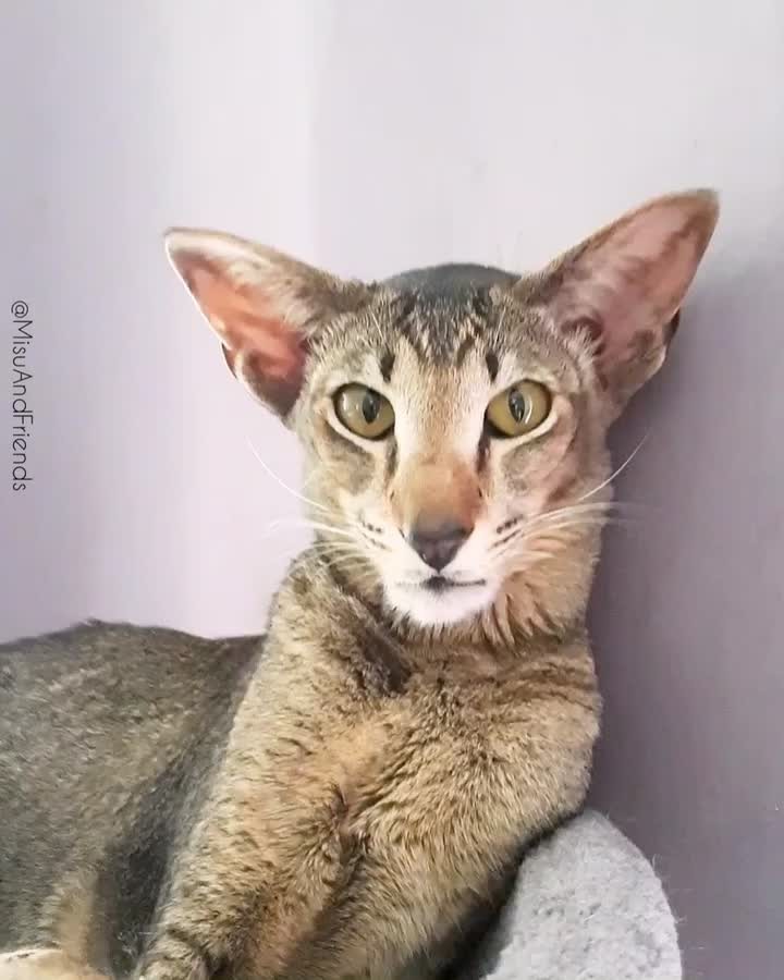When hooman makes this sound, I answer