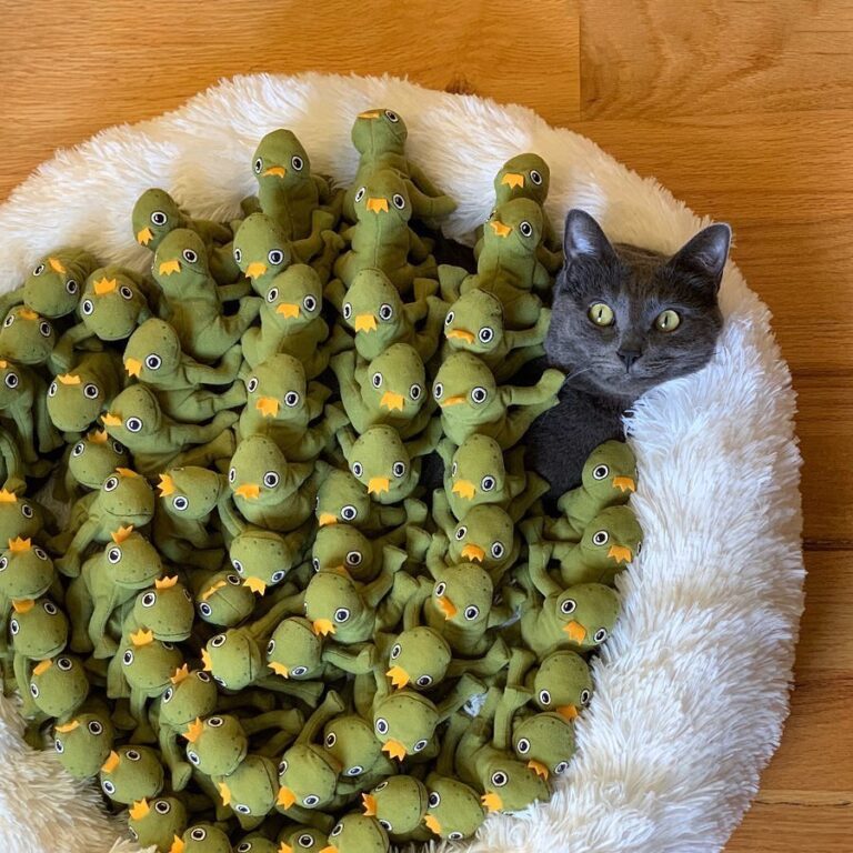 Cute Cat Moment