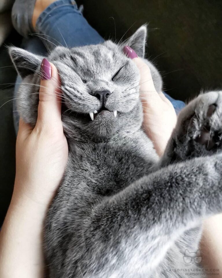 “Hooman always in the mood to annoy me. Don’t know why. ” #