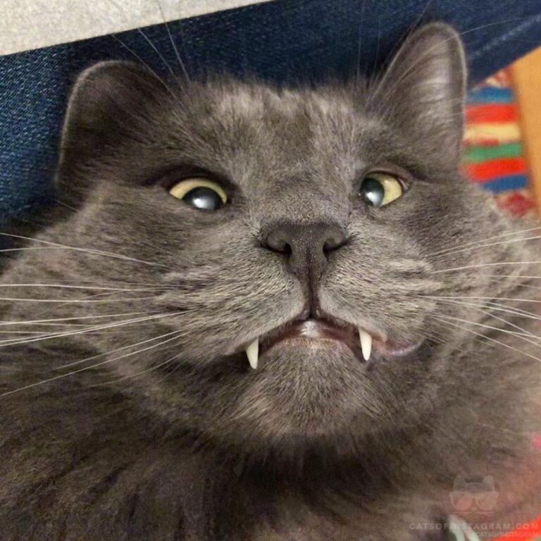 Do you like my toofs?