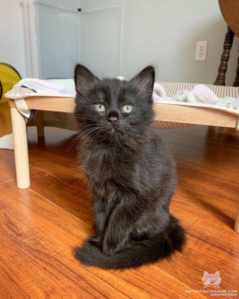 “Everyone has a favorite kitty “look”. Foster Papi loves