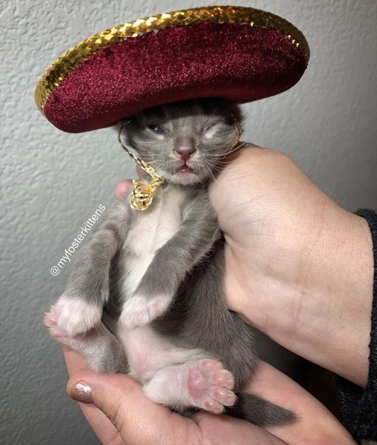 “How can we tell the kittens apart? Joaquin wears the red