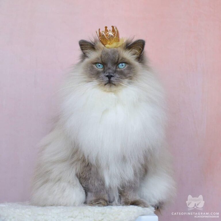 King Purr