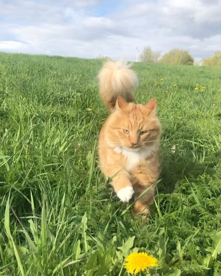 When you are the happiest cat in the world