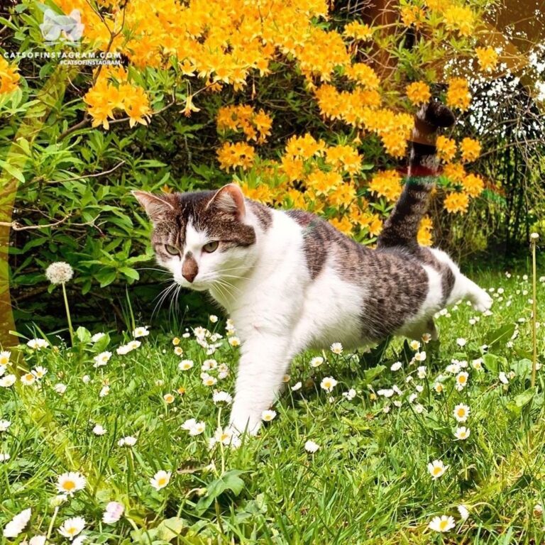 The now notorious cat walk Straight outta caton
