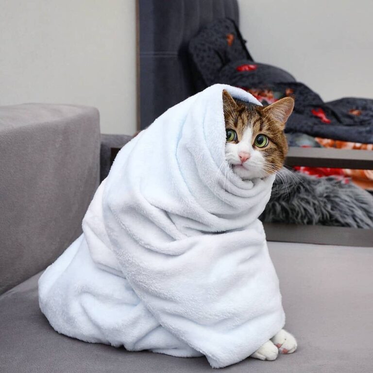 Rexie: I didn’t choose the snug life. The snug life chose me