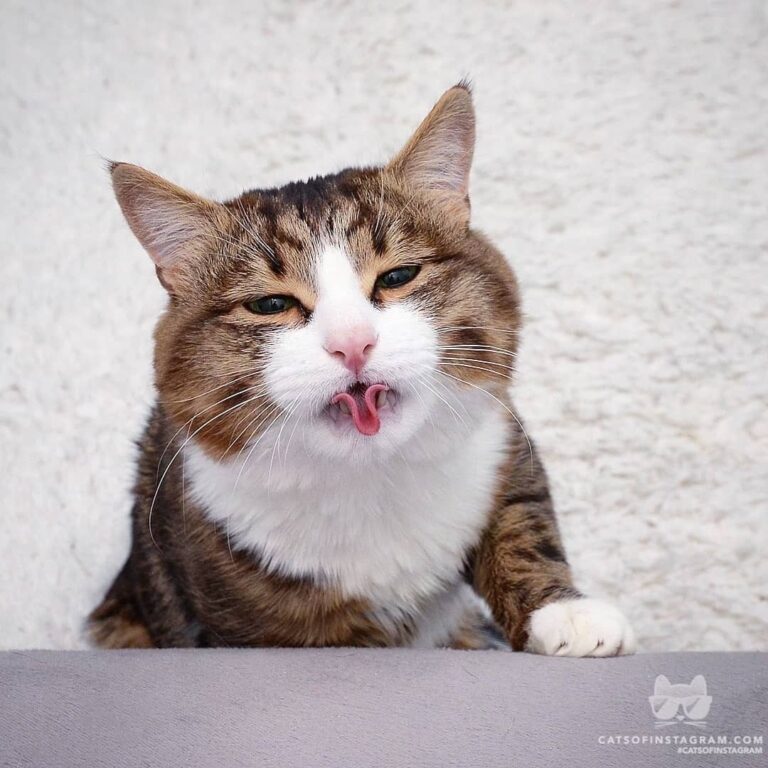 “When they ask you to show them the tongue roll trick for god kn