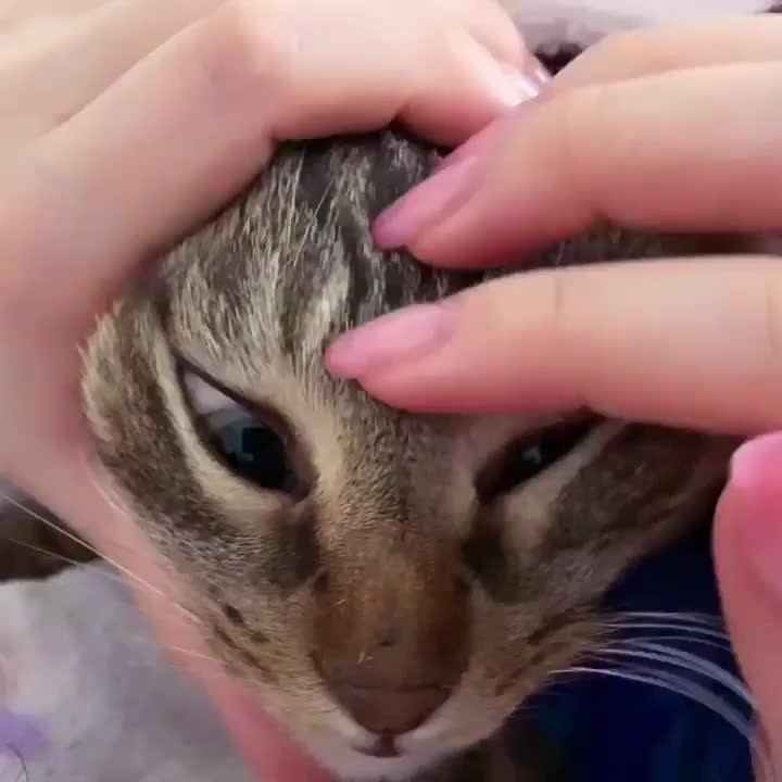 “Sound on The video of this massage is playing in rever