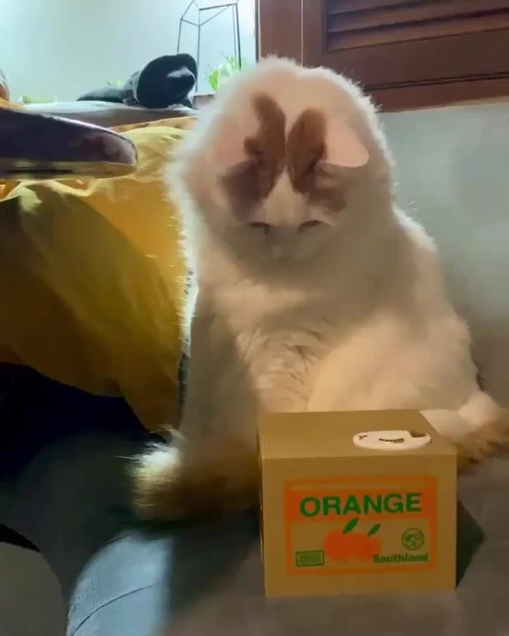 Ooo, What does this button do.
