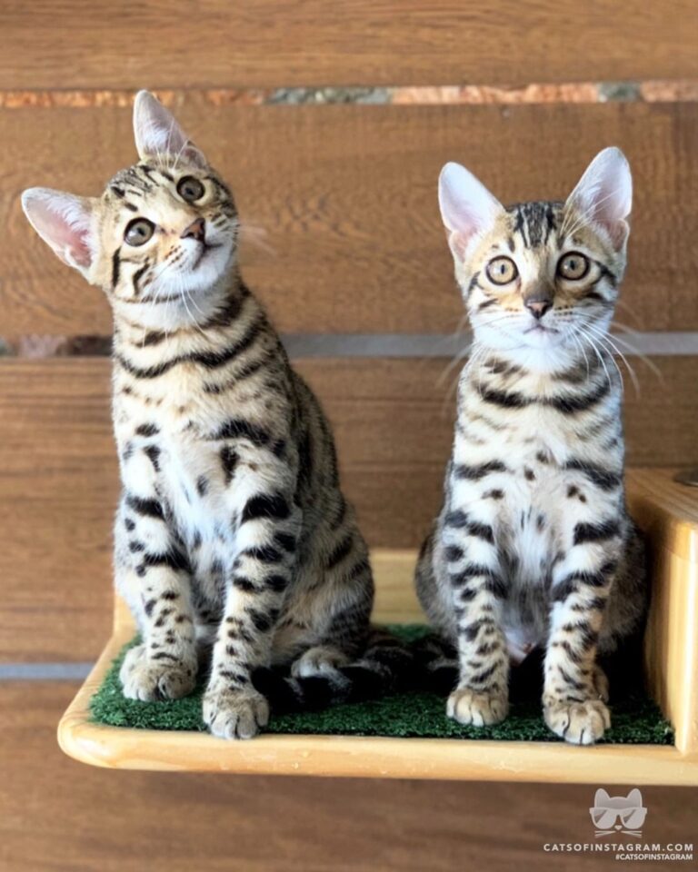 My little domestic leopards