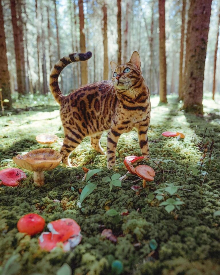 Jewels of the forest