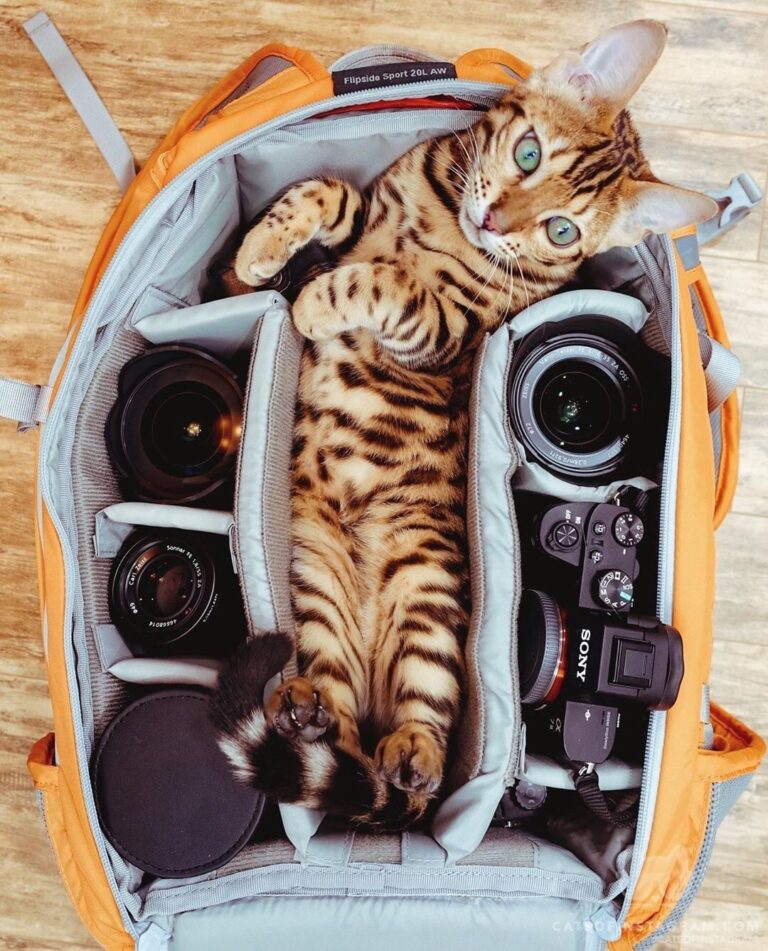 Pack the essentials