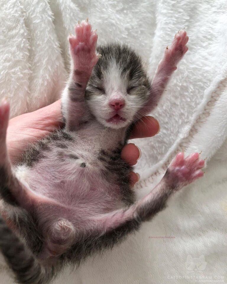 “Happy from a teeny tiny former foste