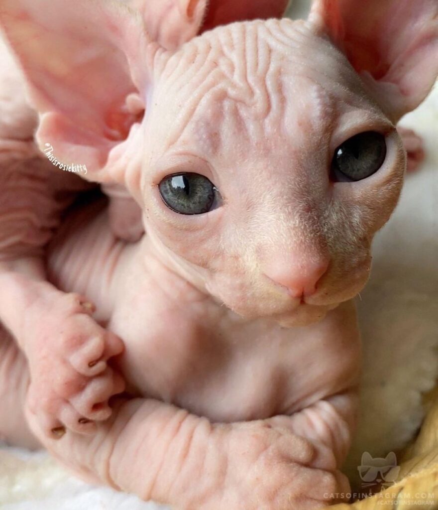 “Mitten looks so much like his sister Petunia@fig_and_pr