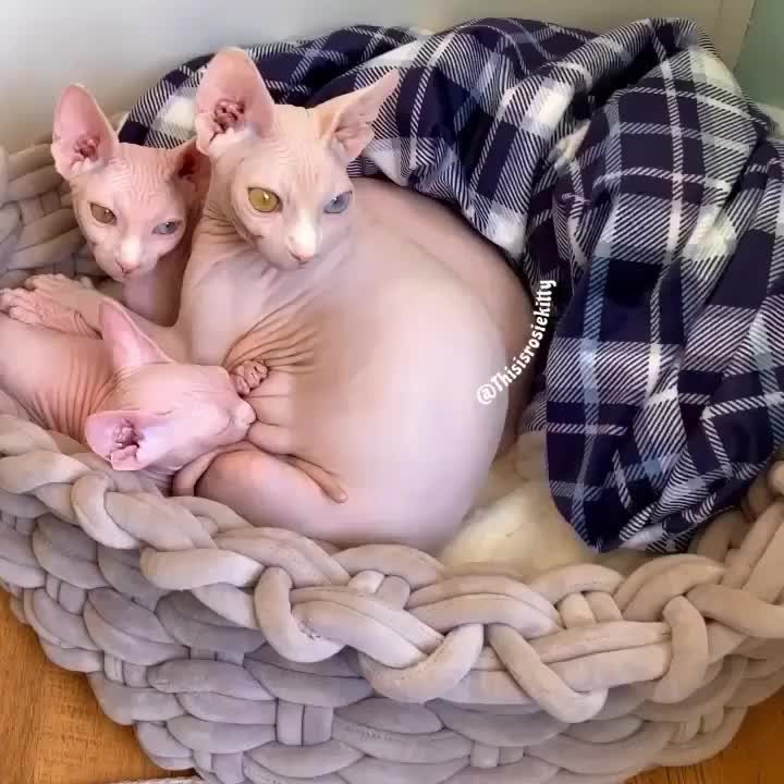 “Watch Rosie and Poppy’s earsSpecial appearance by Papa