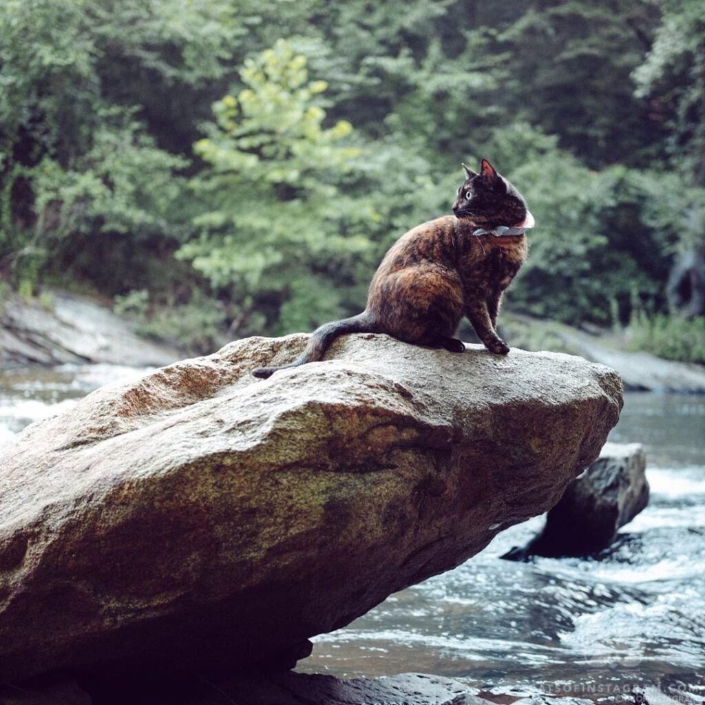 “Eevee is 6 today. Somehow it doesn’t seem like it could p