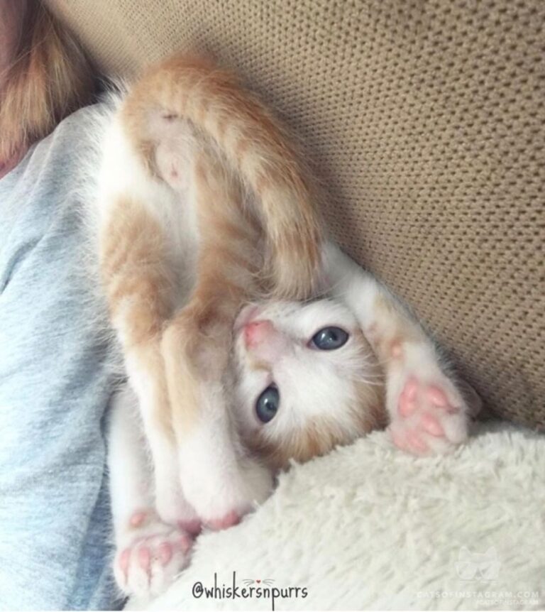 I’s upthide down ~ Dale fosterkitten