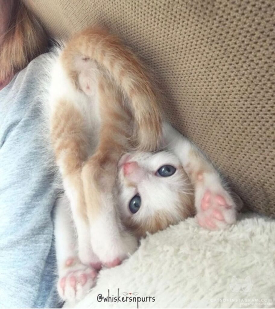 I’s upthide down ~ Dale fosterkitten