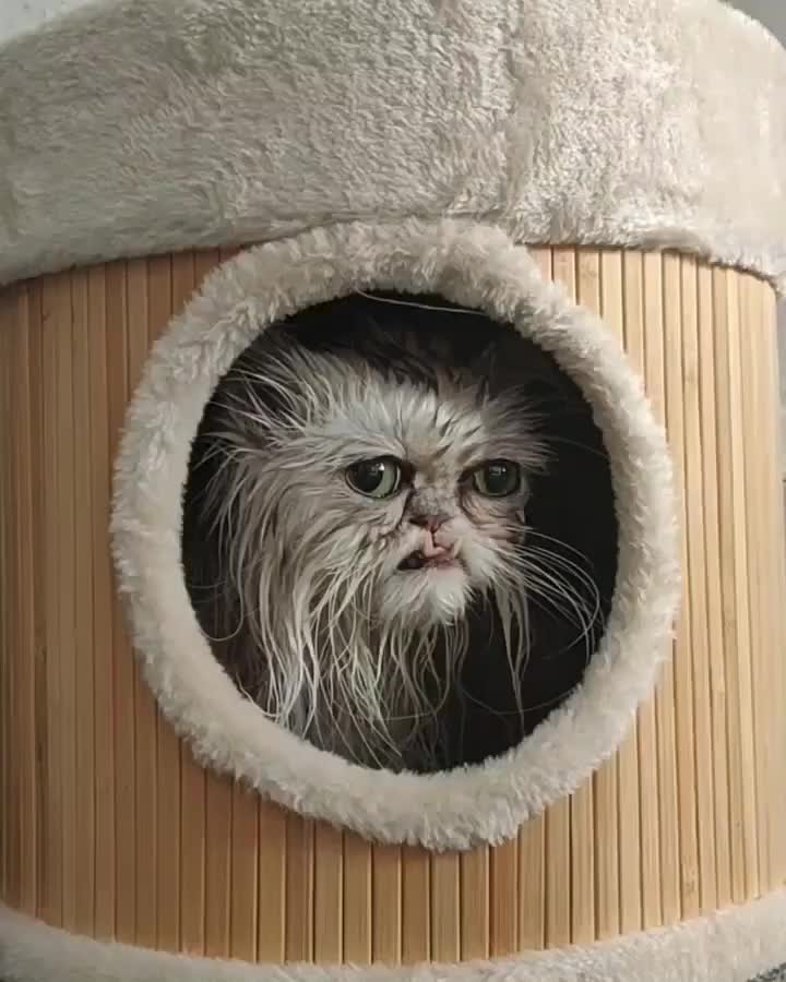“Wilfred thinks he is unreachable in his new cat cabin, an