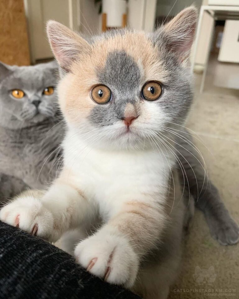 Dropje demanding attention