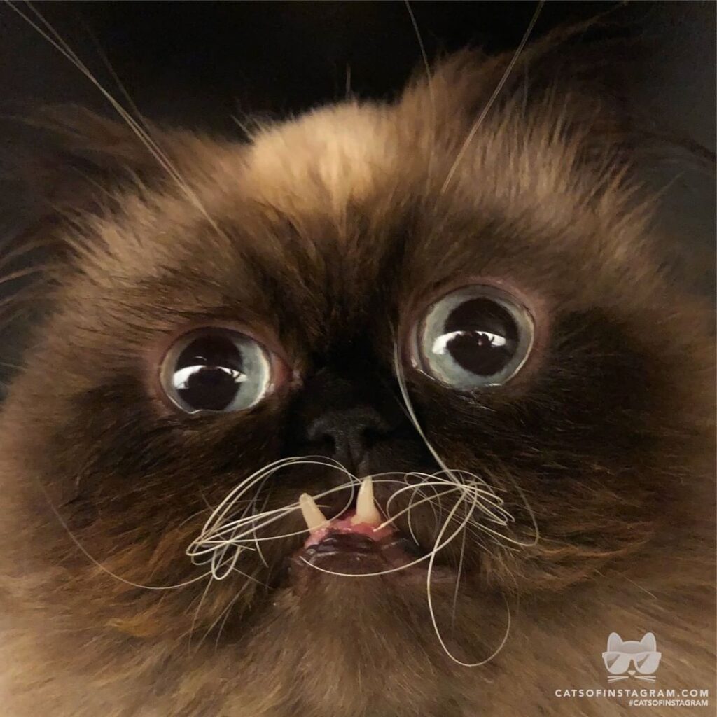 Still not sure if he is a real cat…