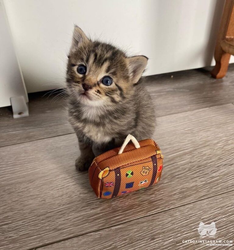 “Stevie: “I’m 3 weeks old, I’m moving out Ashwey.” Me: