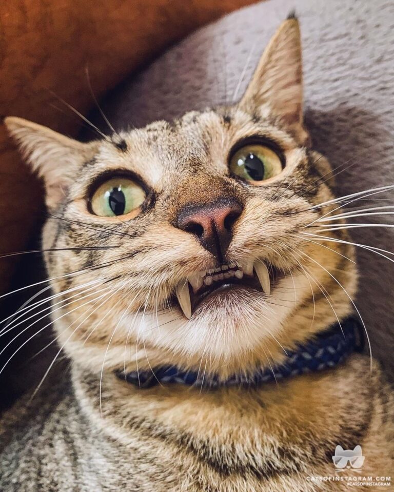 From _gatoxiko: “Sou um gato-vampiro! ”