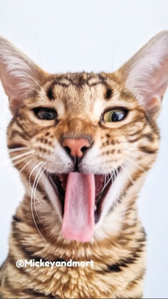The Best Yawns! Featuring: @albarista.faisal @Mickeyandmort