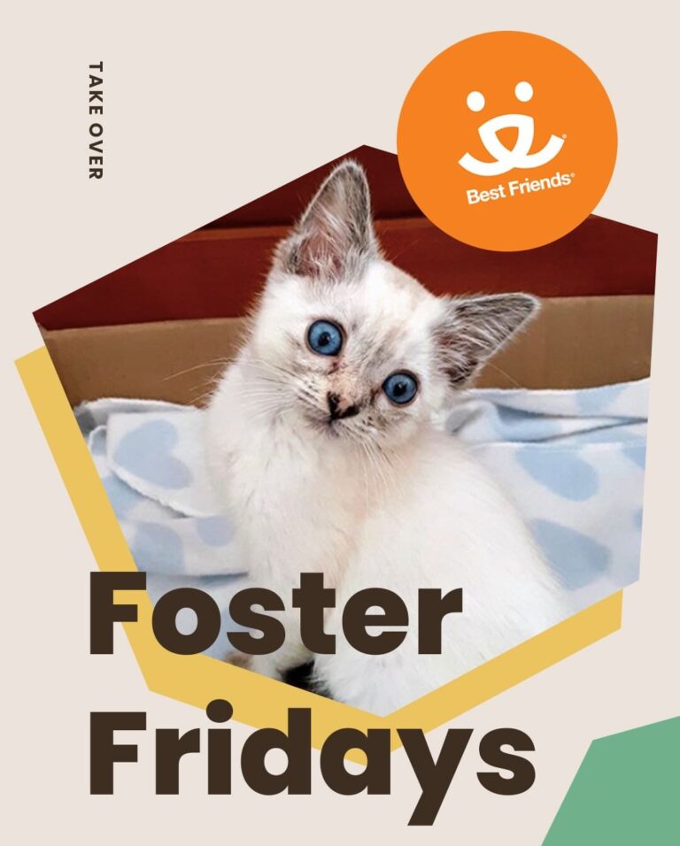 Today is with @bestfriendsanimalsociety! Climb on over to our sto