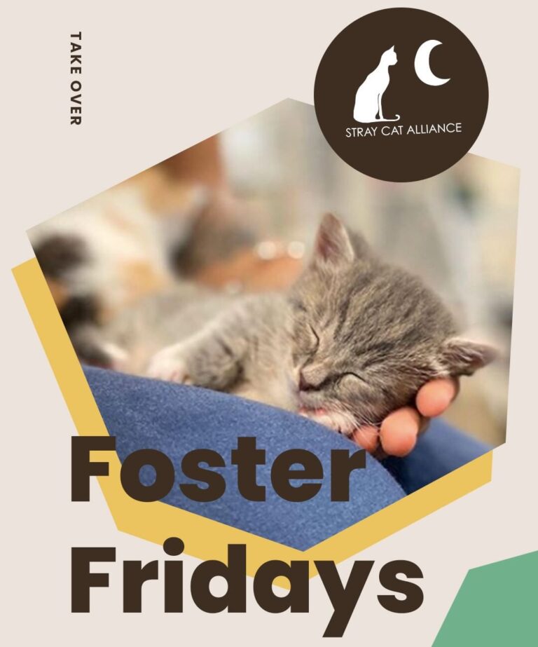 Today is with @straycatalliance! Climb on over to our stories to
