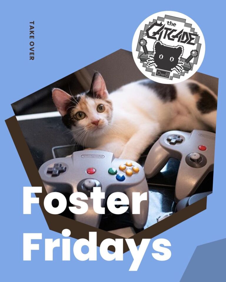 Today is with @thecatcade! Climb on over to our stories to see ho