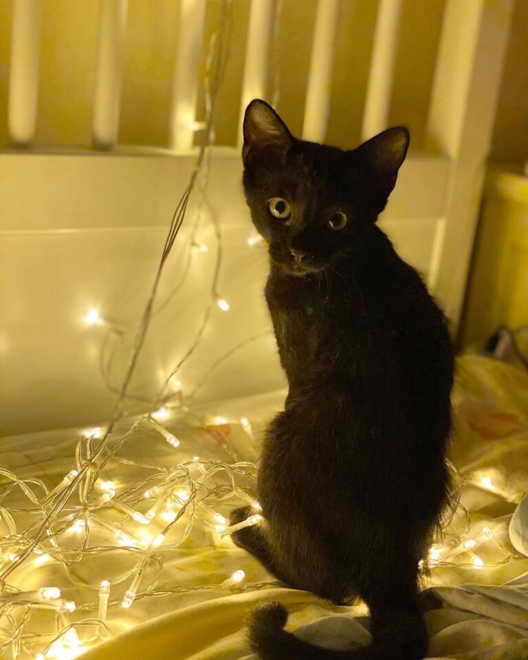 Today is ! Check out our stories to find cats – such as these swee