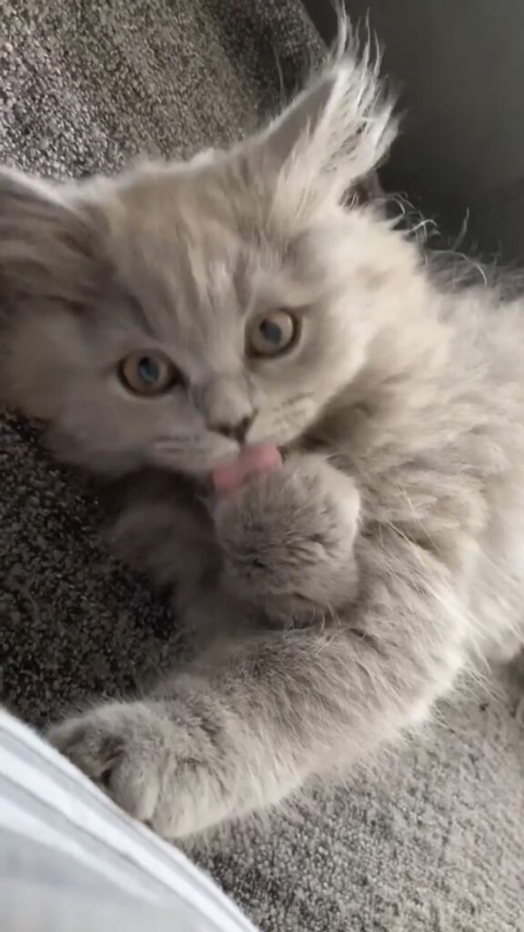 Via @leeo.thecat